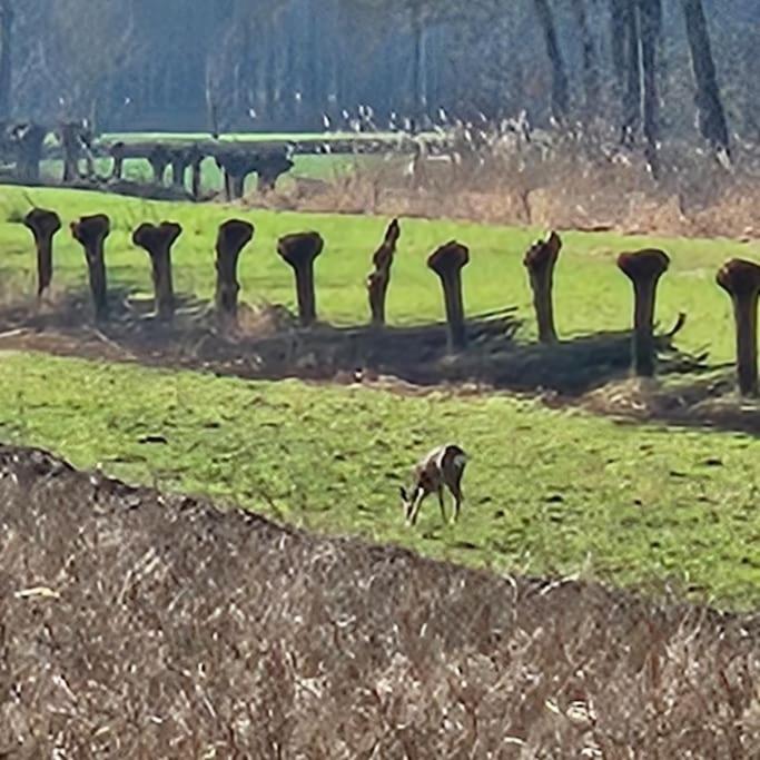 Holiday Home Countryside, Langbroek / ドールン エクステリア 写真